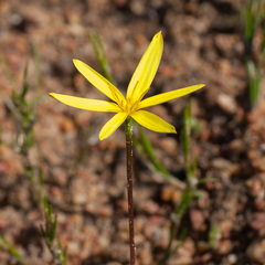 Pauridia curculigoides