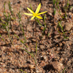 Pauridia curculigoides