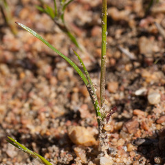 Pauridia curculigoides