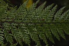 Leptolepia novae-zelandiae