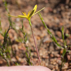 Pauridia curculigoides