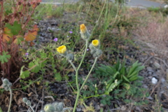 Pilosella rothiana
