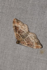 Xanthorhoe spadicearia