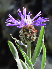 Centaurea debeauxii