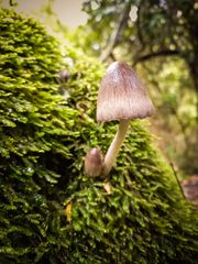 Coprinopsis alopecia