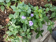 Achetaria azurea