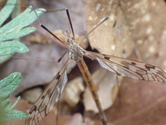 Tipula trivittata
