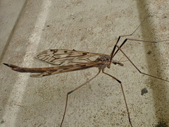 Tipula trivittata
