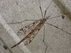 Tipula trivittata