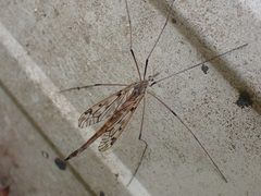 Tipula trivittata