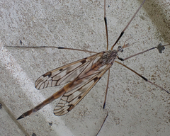 Tipula trivittata