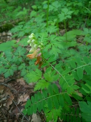 Vicia abbreviata