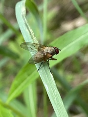 Helina impuncta