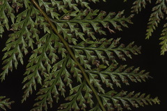 Leptolepia novae-zelandiae