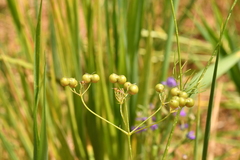 Bifora radians