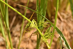 Bifora radians