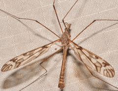 Tipula trivittata