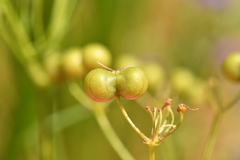 Bifora radians