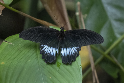 Papilio mayo