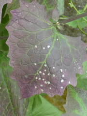 Wilsonomyces carpophilus