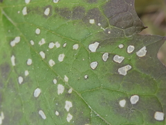 Wilsonomyces carpophilus