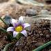 Sand Crocus - Photo (c) Emilio, some rights reserved (CC BY-NC-ND)