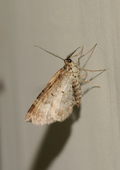 Xanthorhoe spadicearia