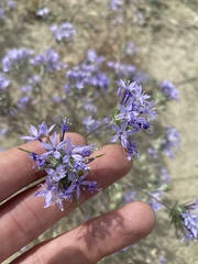 Eriastrum pluriflorum