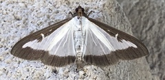 Cydalima perspectalis