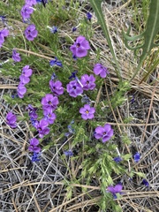 Phlox caespitosa