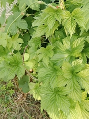 Humulus lupulus