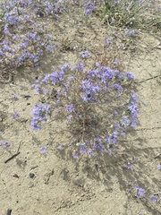 Eriastrum pluriflorum