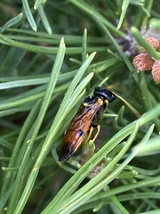 Acantholyda hieroglyphica