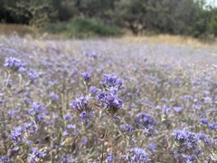 Eriastrum pluriflorum
