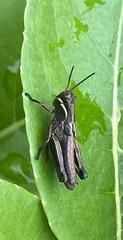 Pseudochorthippus curtipennis