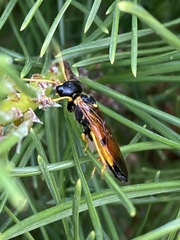 Acantholyda hieroglyphica