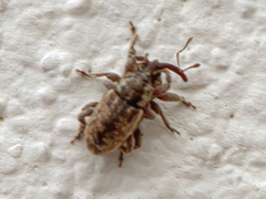 Pachytychius