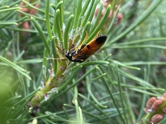 Acantholyda hieroglyphica