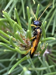 Acantholyda hieroglyphica