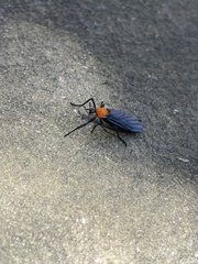Plecia americana