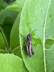 Pseudochorthippus curtipennis