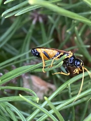 Acantholyda hieroglyphica