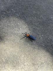 Plecia americana