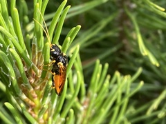 Acantholyda hieroglyphica