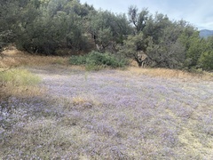 Eriastrum pluriflorum
