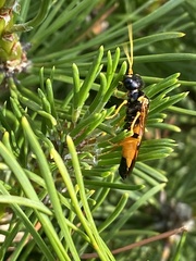 Acantholyda hieroglyphica