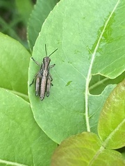 Pseudochorthippus curtipennis