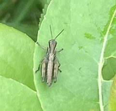 Pseudochorthippus curtipennis