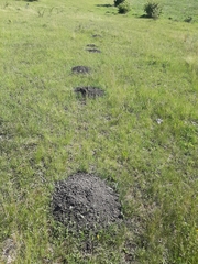 Nannospalax leucodon