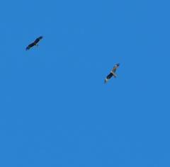 Milvus migrans